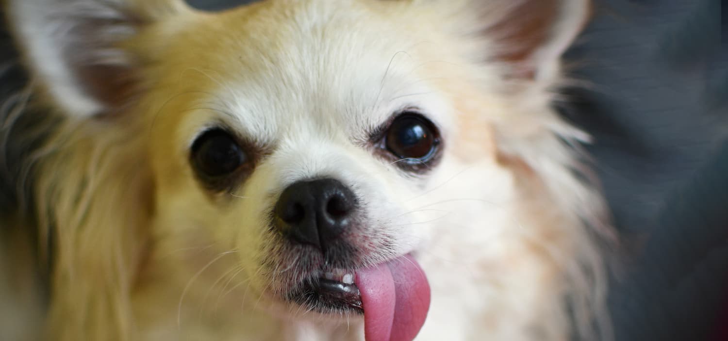 chiwawa blanc poil long