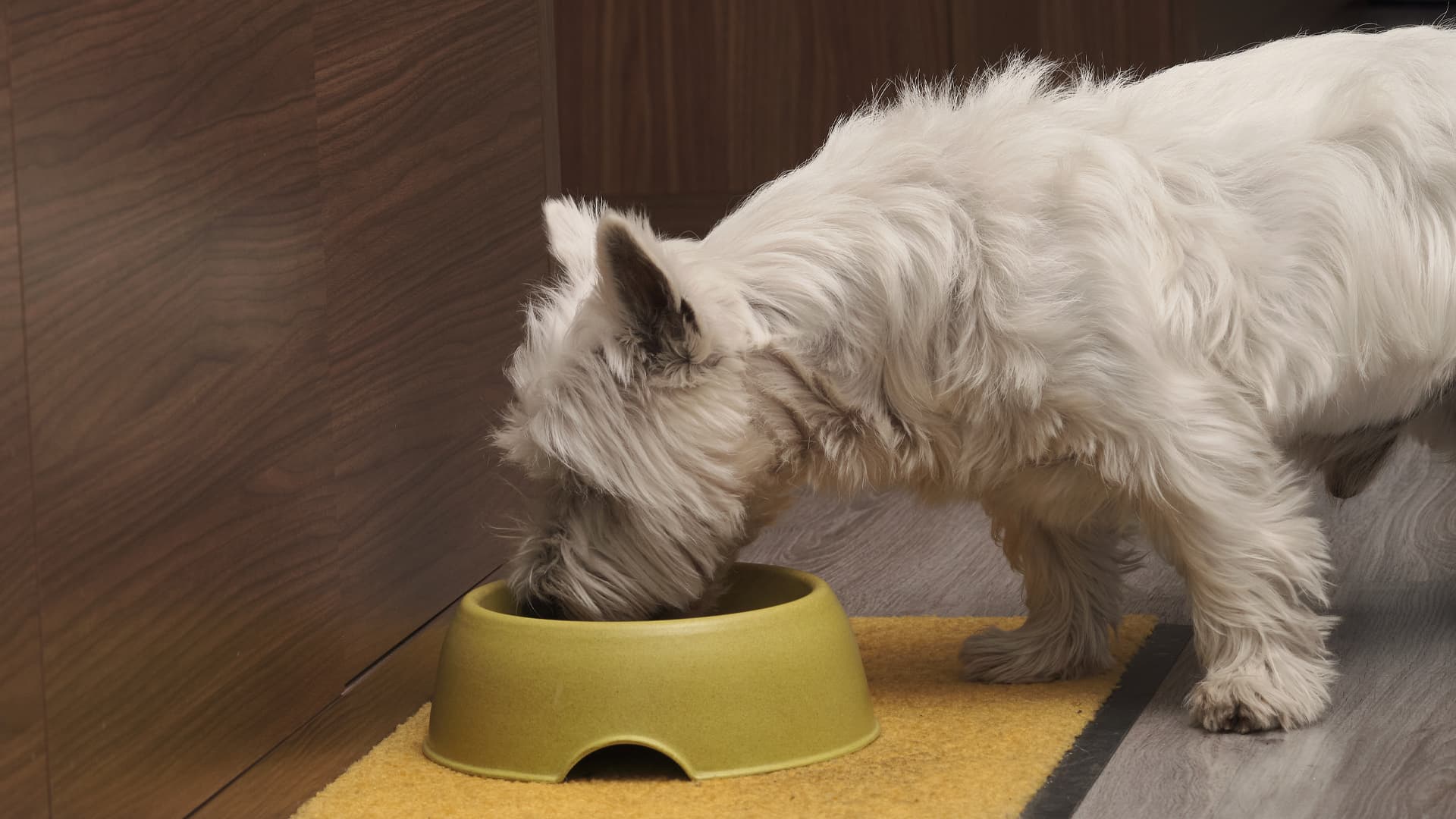 chou-fleur pour chien