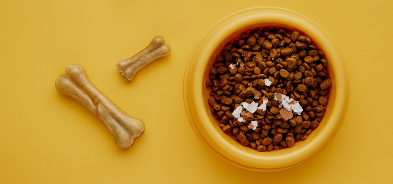 coquille d'œuf dans une gamelle pour chien