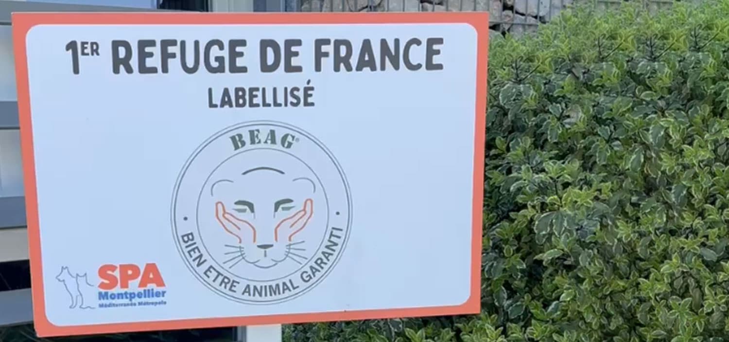 comment devenir bénévole à la SPA