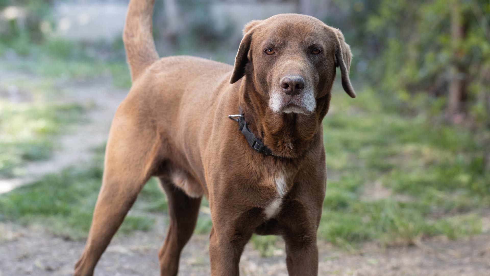 comment socialiser un chien adulte