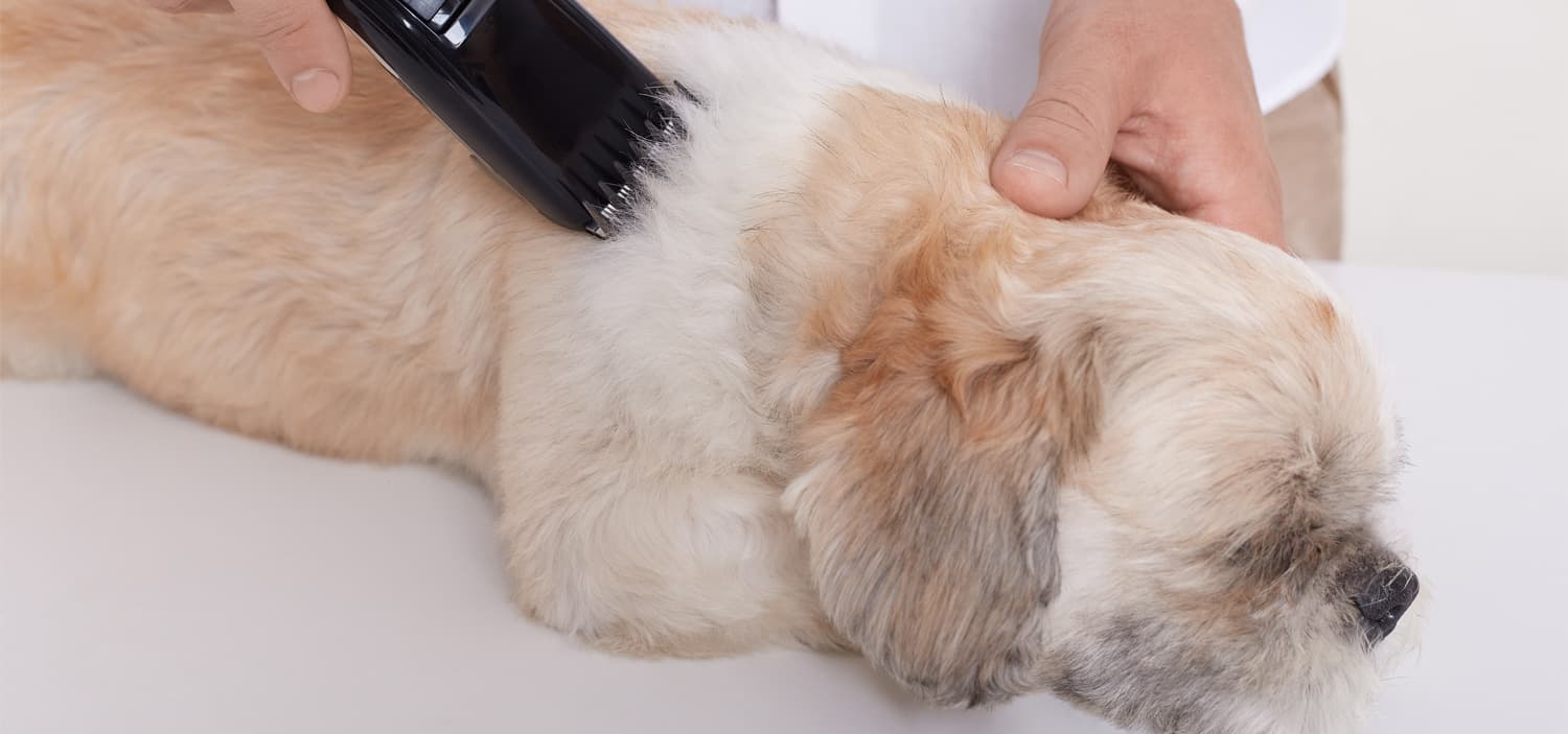 comment tondre un chien