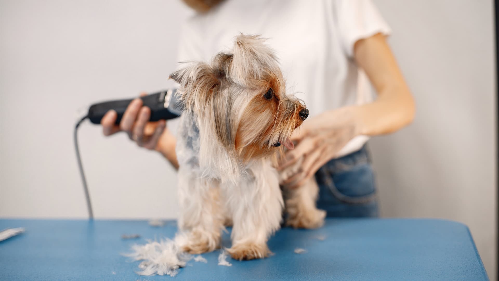 comment tondre un chien