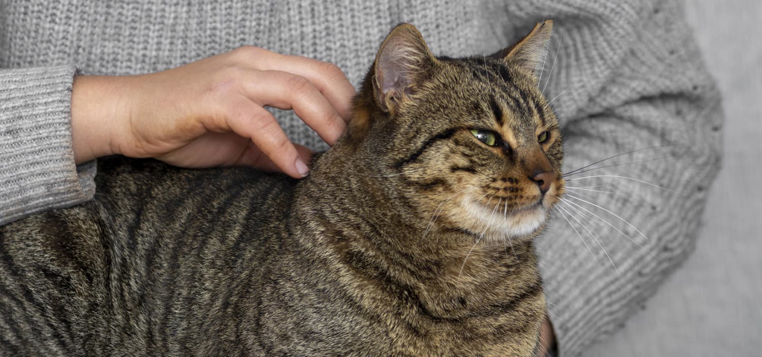 comment traiter les tiques du chat