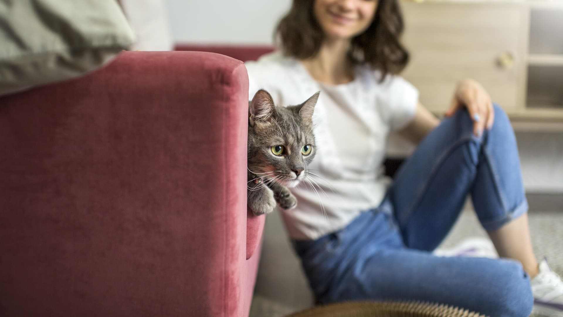 comportementaliste chat professionnel