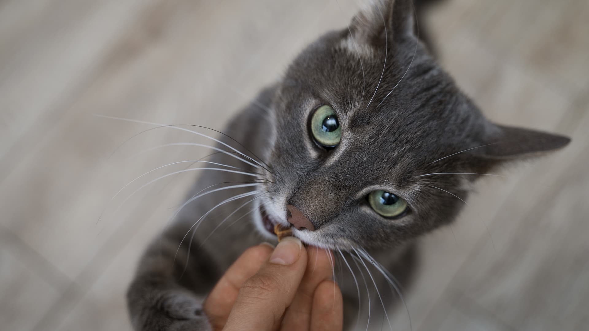 comportementaliste chat