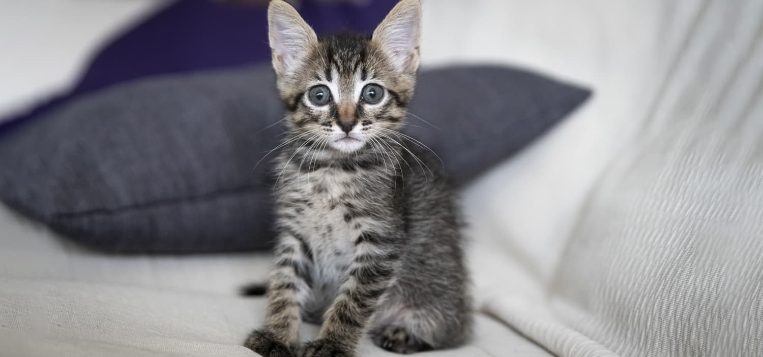 comportementaliste chaton