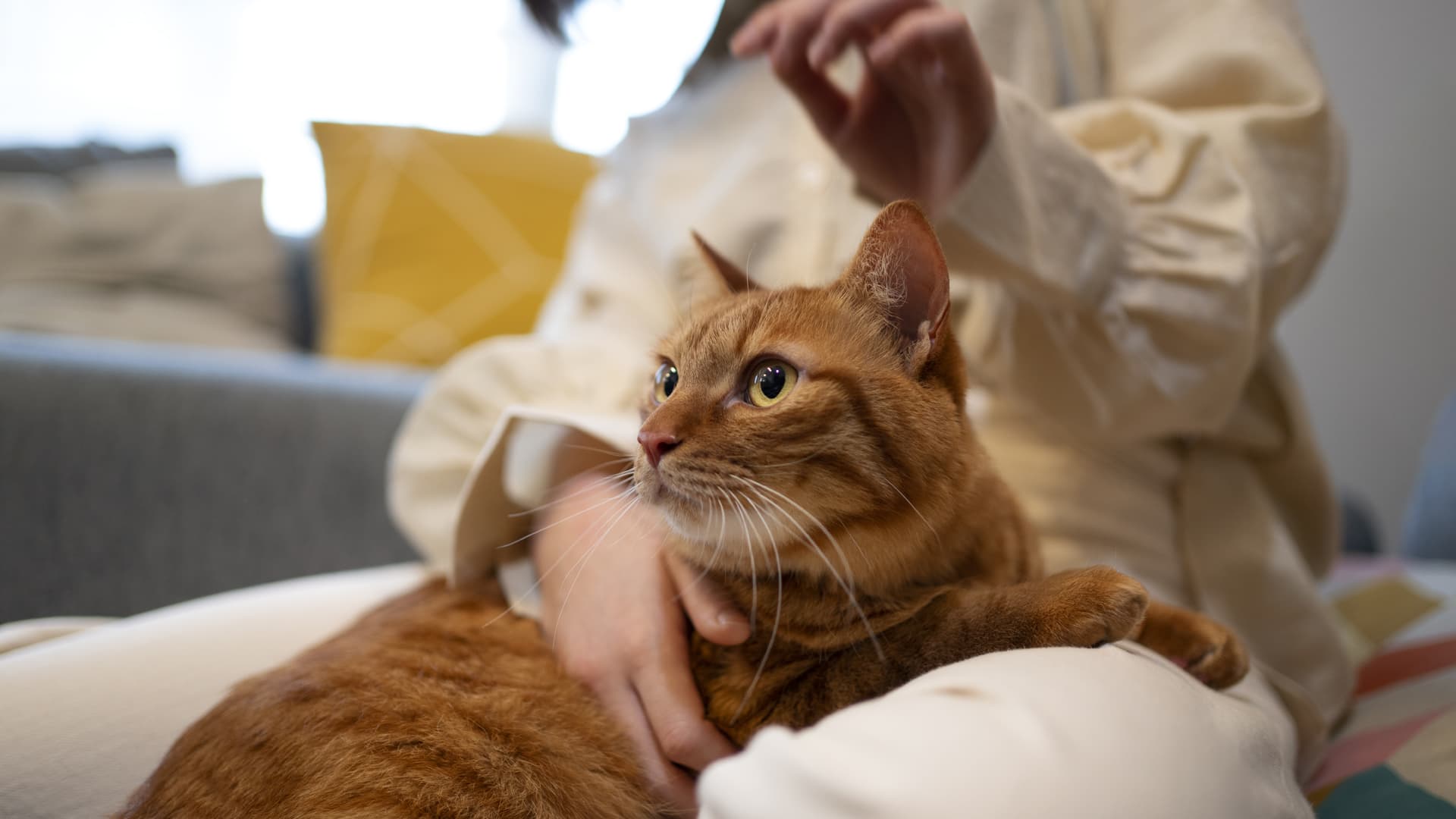 comportementaliste chats
