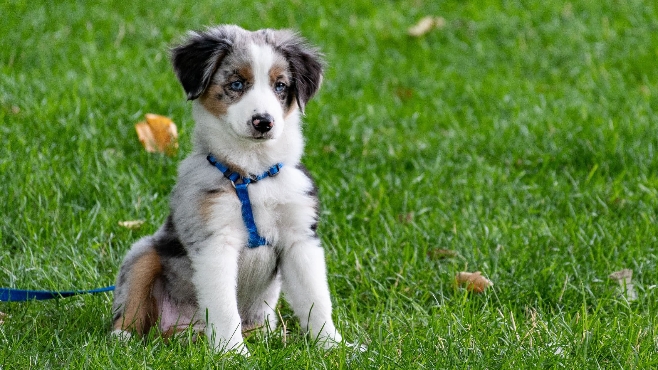 comportementaliste canin paris