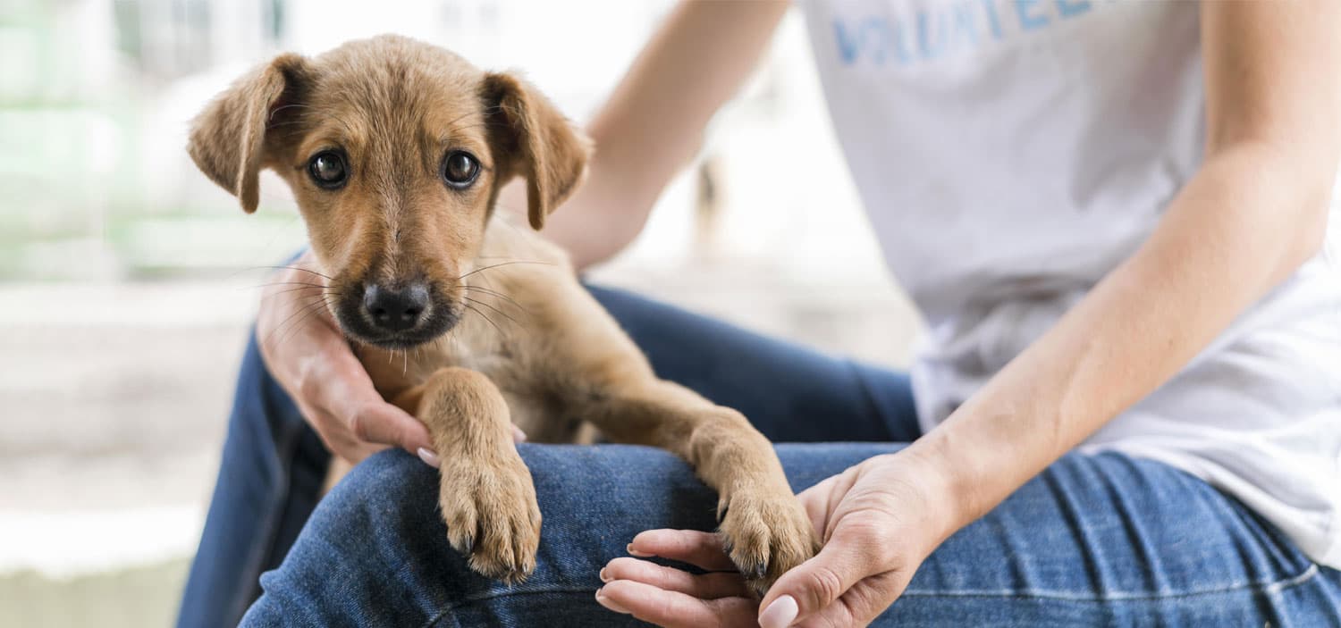 devenir bénévole à la SPA