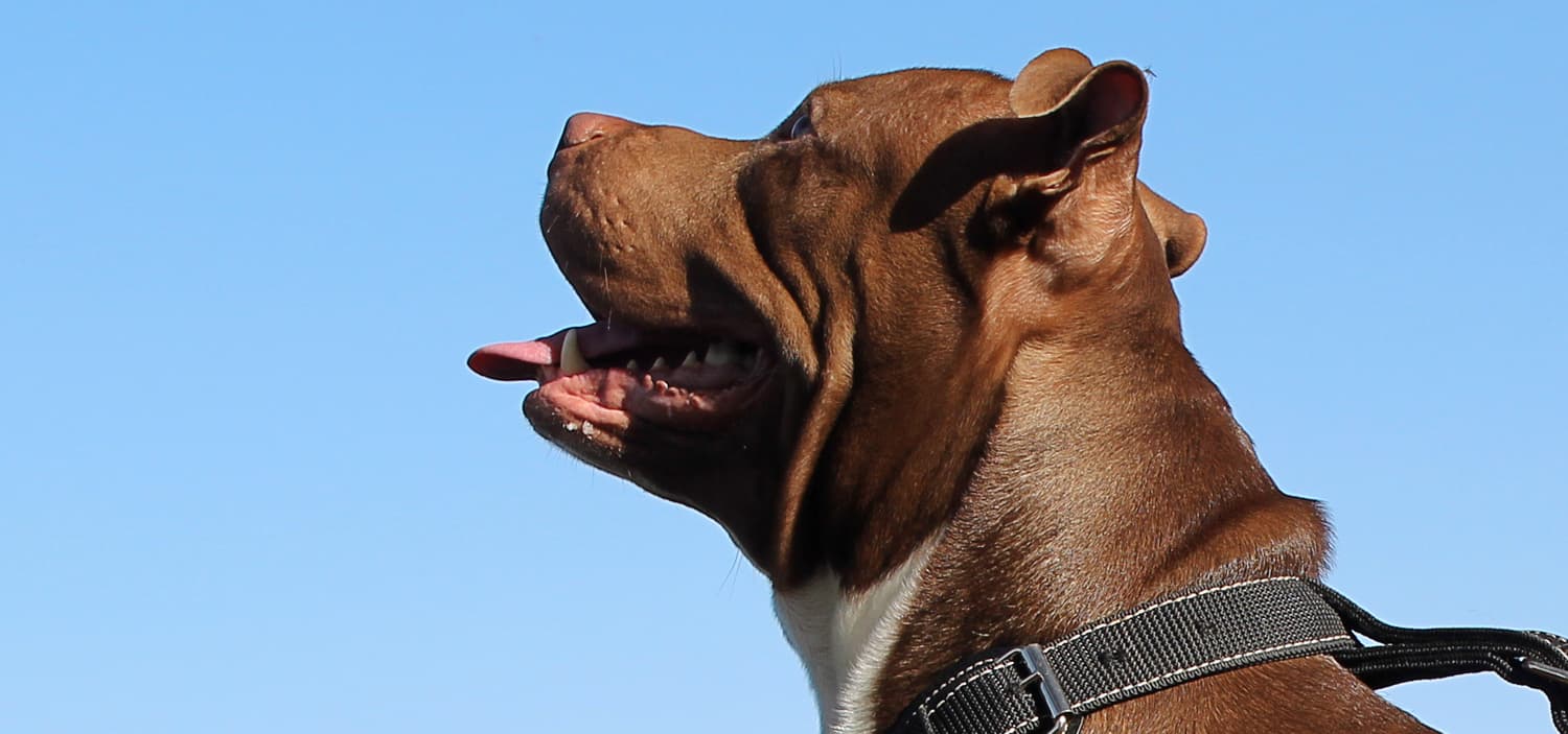 dogue de bordeaux caractere