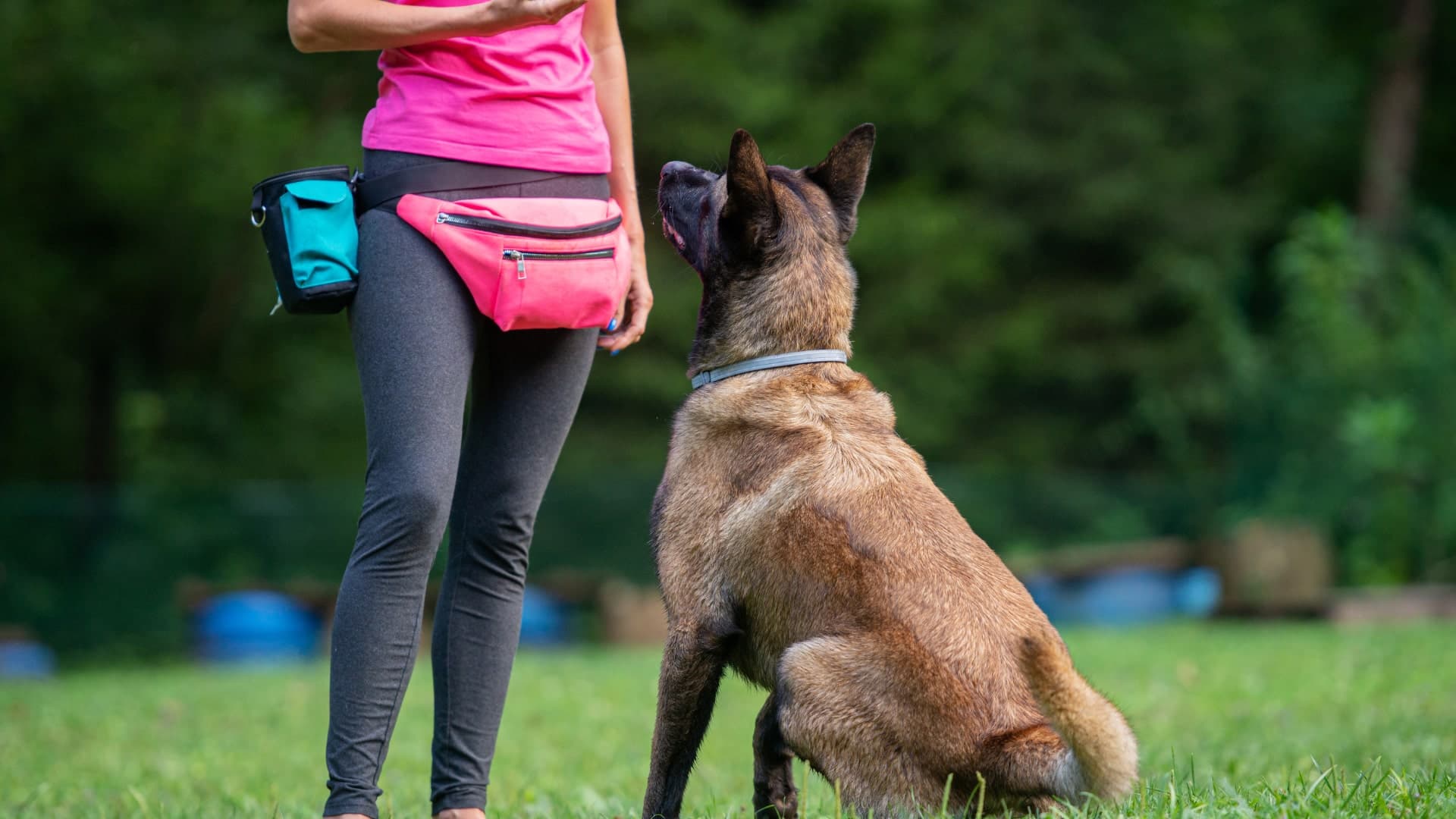 éducateur canin