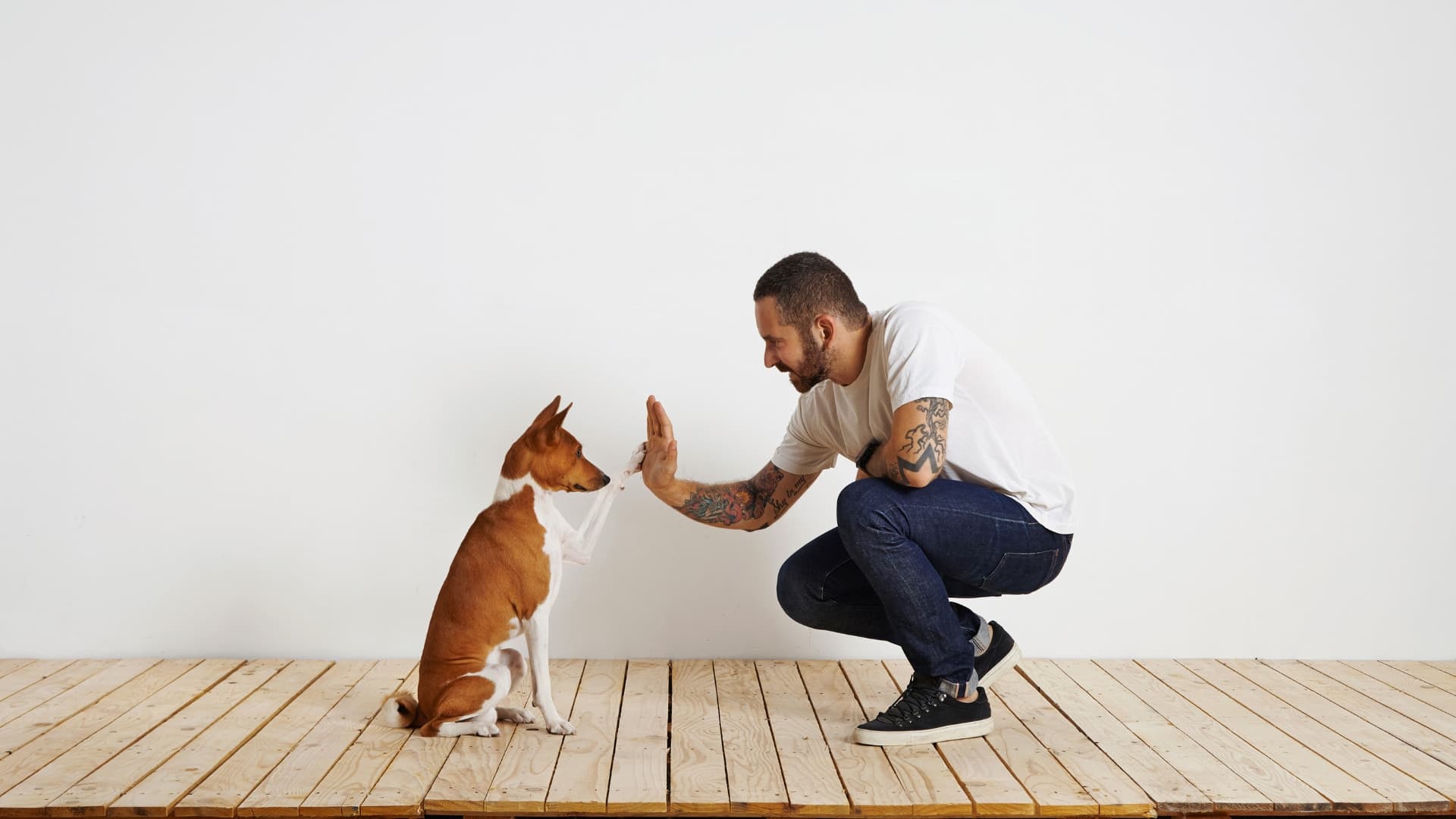 éducation canine positive