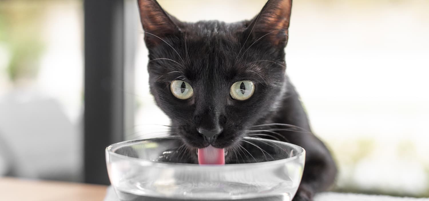 enlever l'odeur d'urine de chat