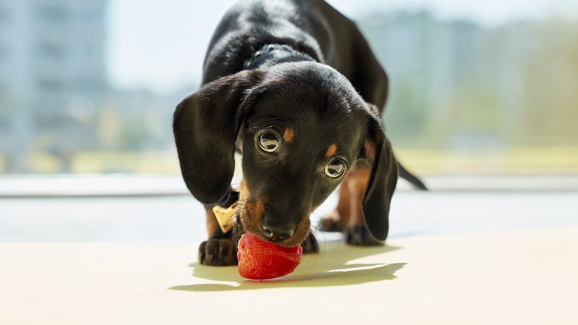 fruits pour chiens