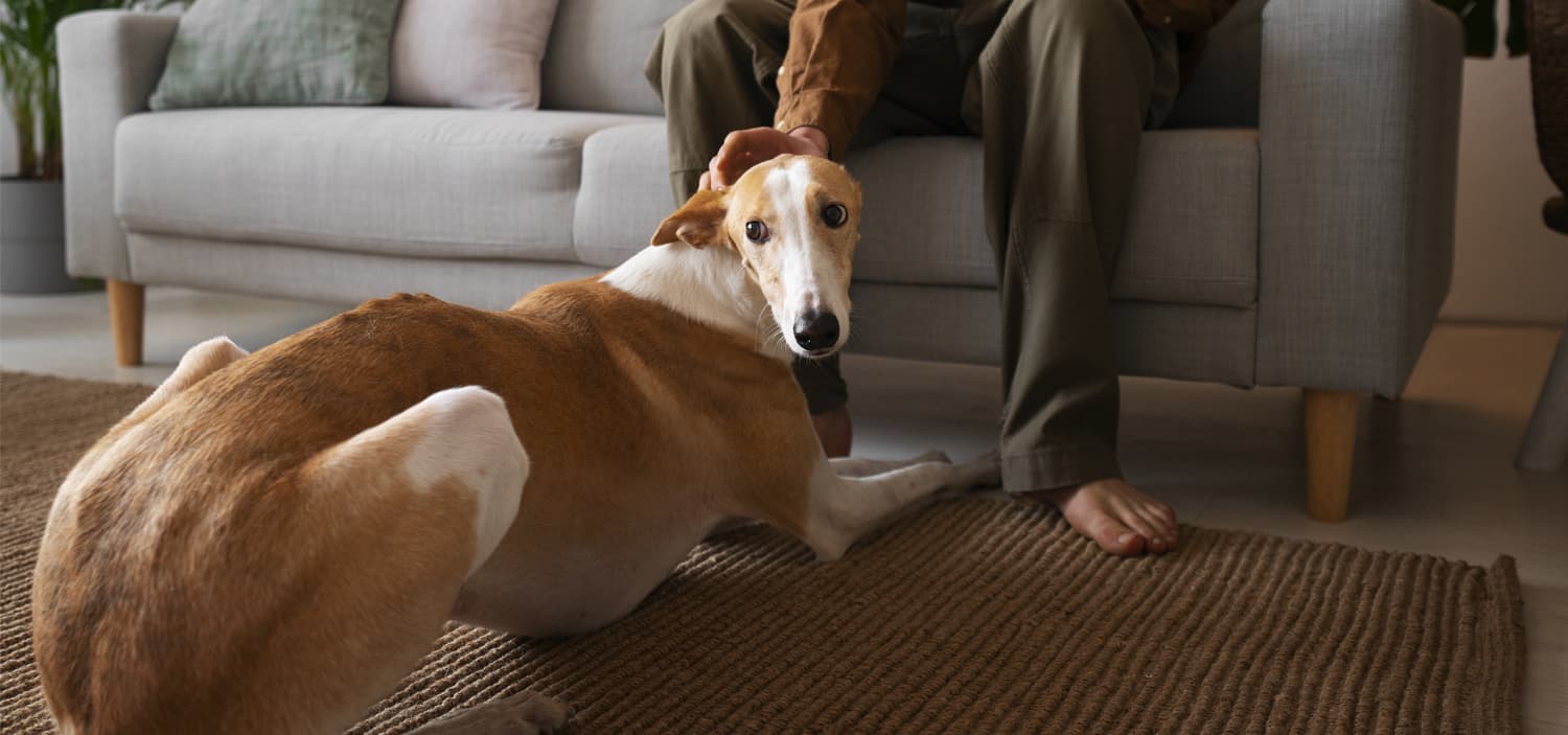 garde chien à domicile