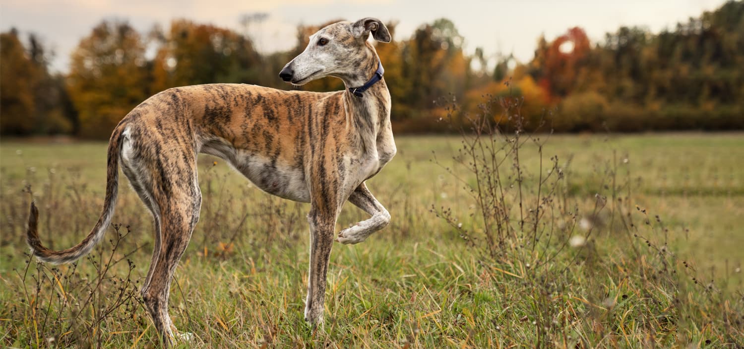 grand chien en appartement