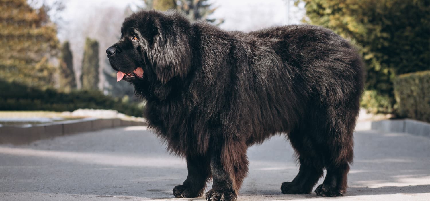 grand chien poil long