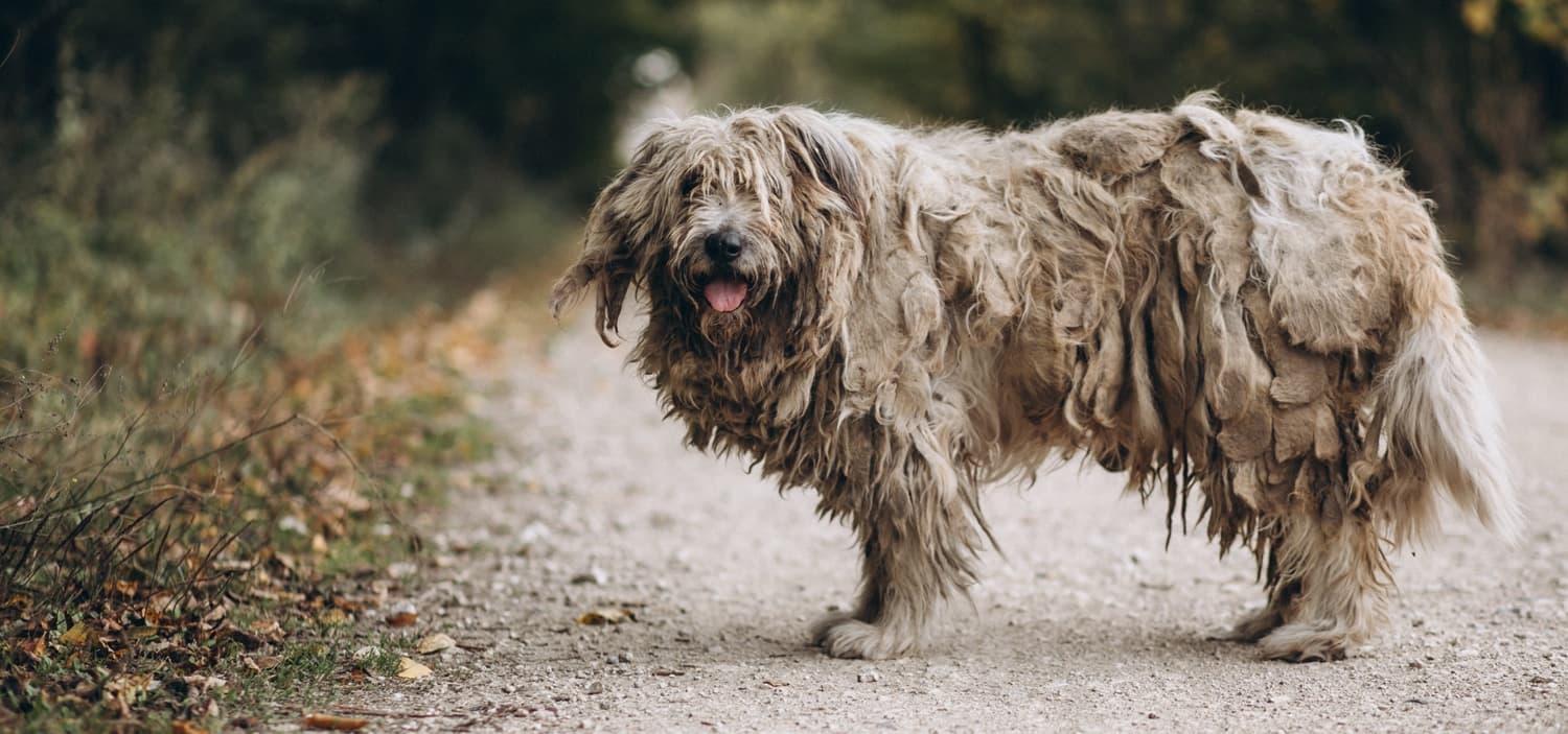 grand chien hypoallergénique