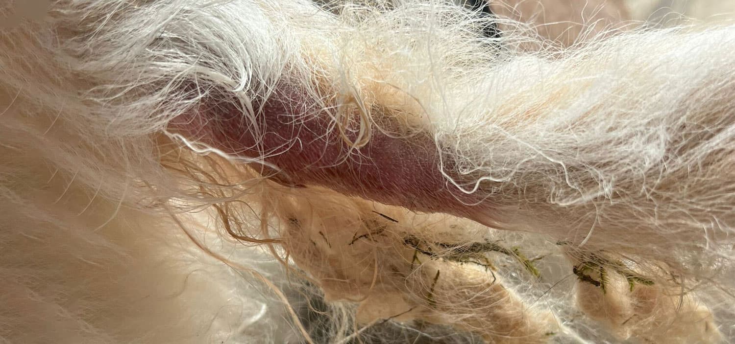 hot spot chien photo