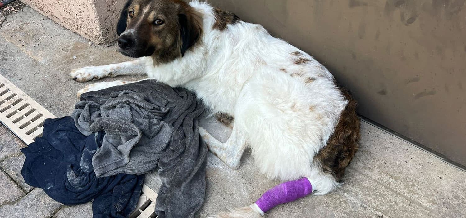 hot spot chien temps de guérison