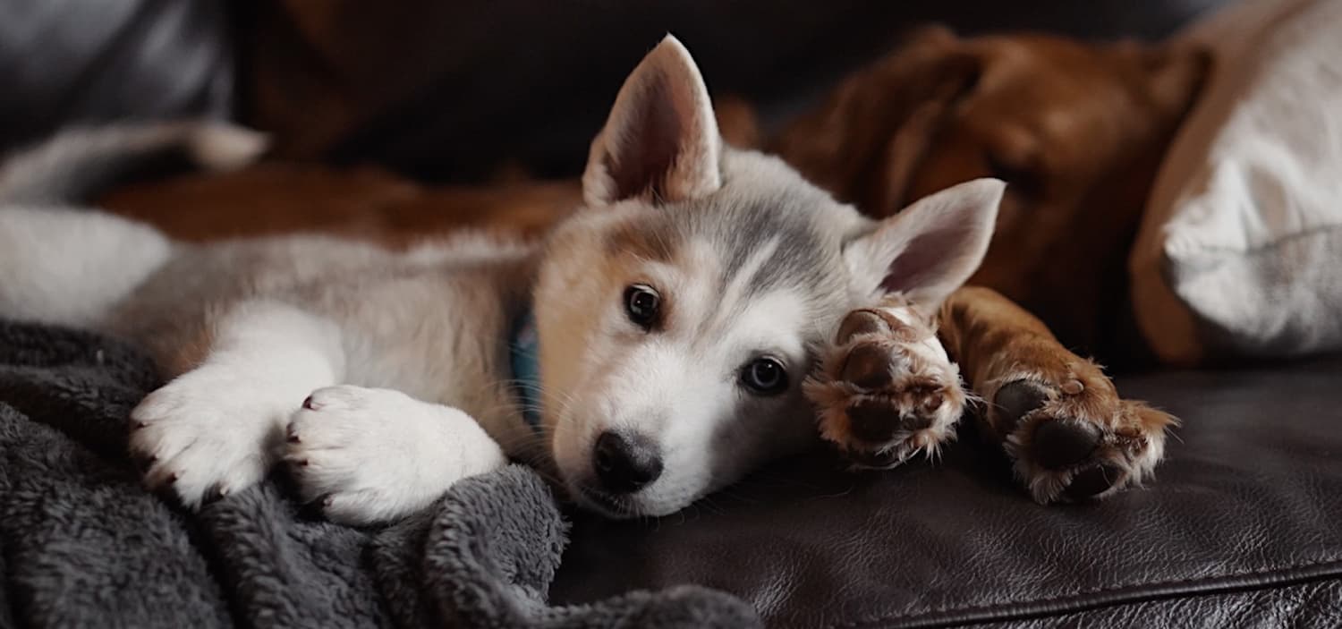 idées prénoms b chiens chats