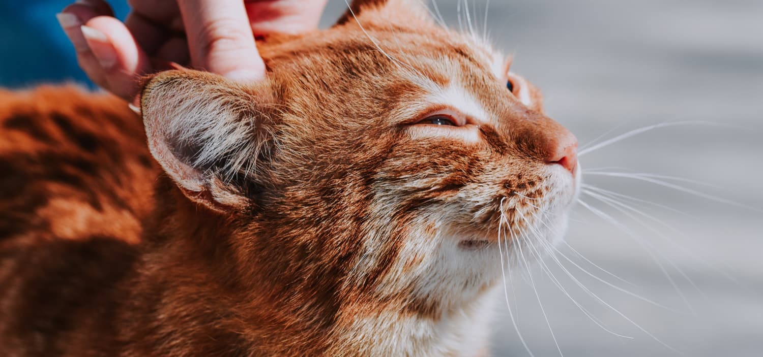 inspecter les tiques du chat