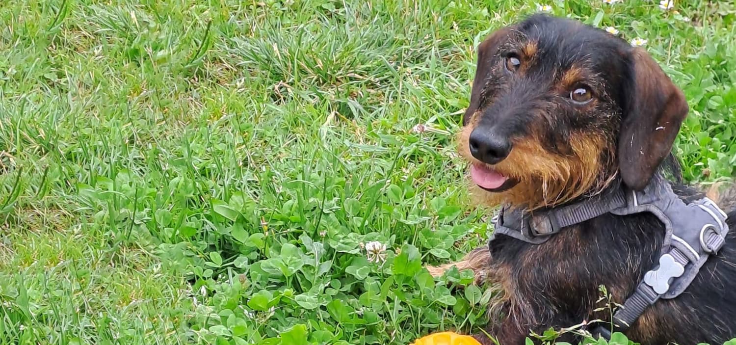 teckel kaninchen poil dur