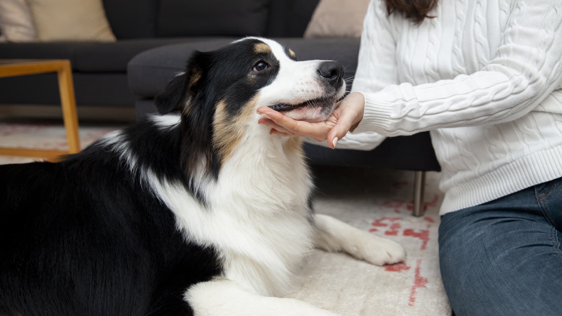 kinésiologie animale
