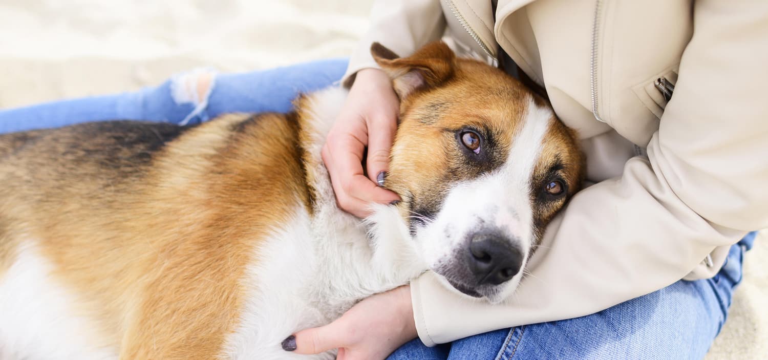 kinésiologie chien chat