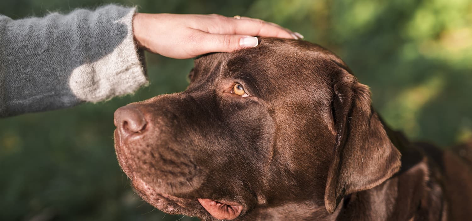 kinésiologie pour les animaux