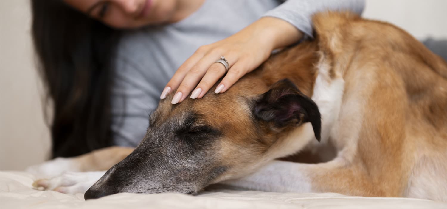 kinésiologue animalier