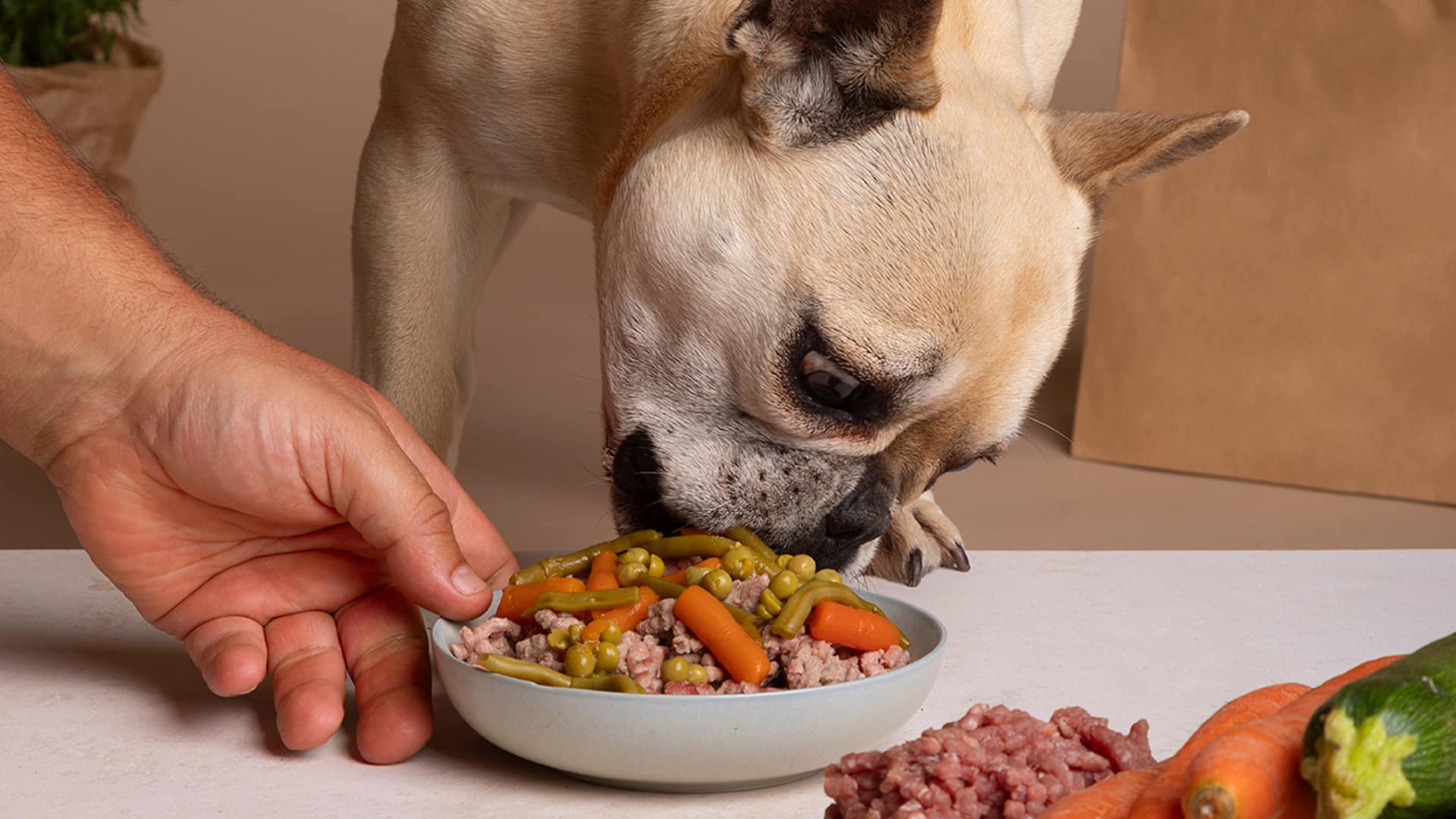 legume bon pour chien