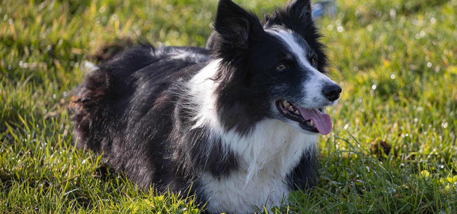les races de chiens - Border Collie