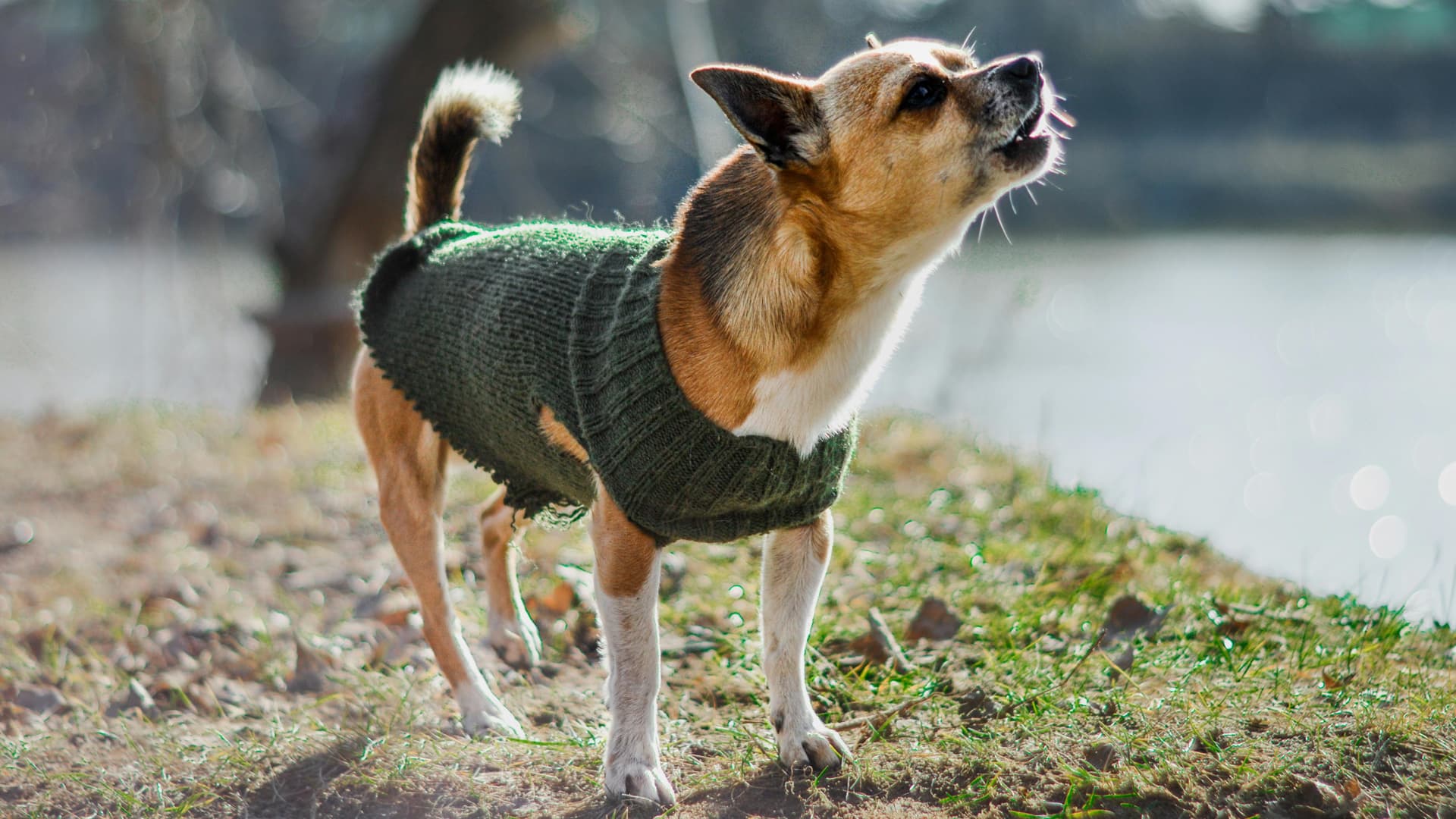 mon chien aboie sur les autres chiens