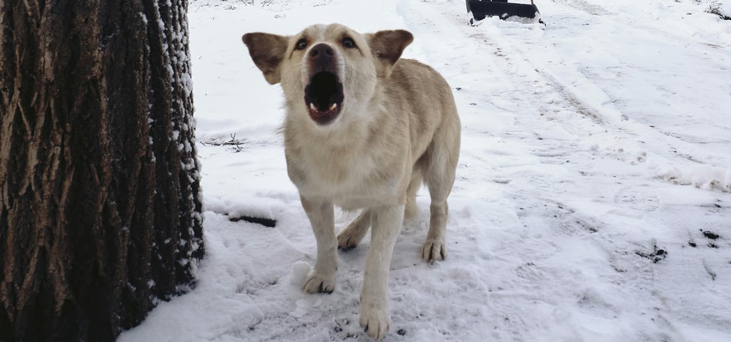 mon chien aboie sur les chiens