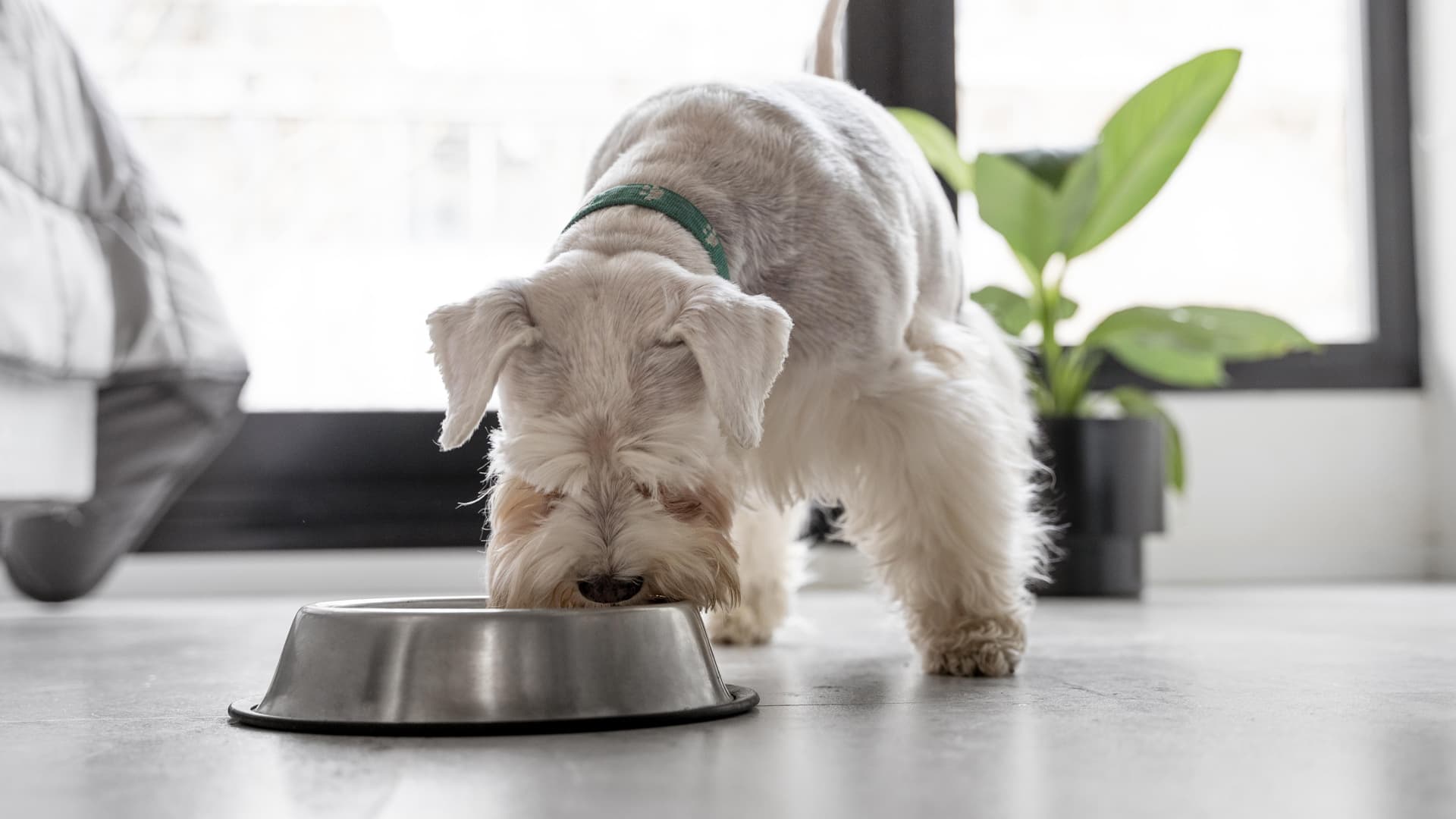 nutritionniste pour animaux