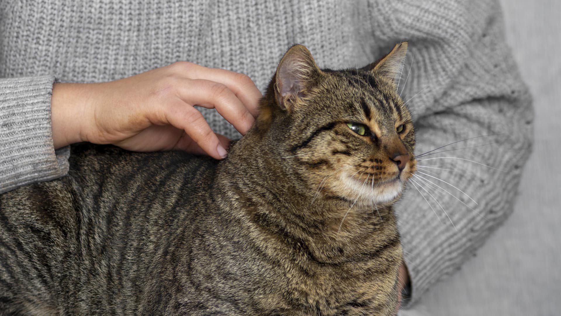 ostéopathe chat professionnel