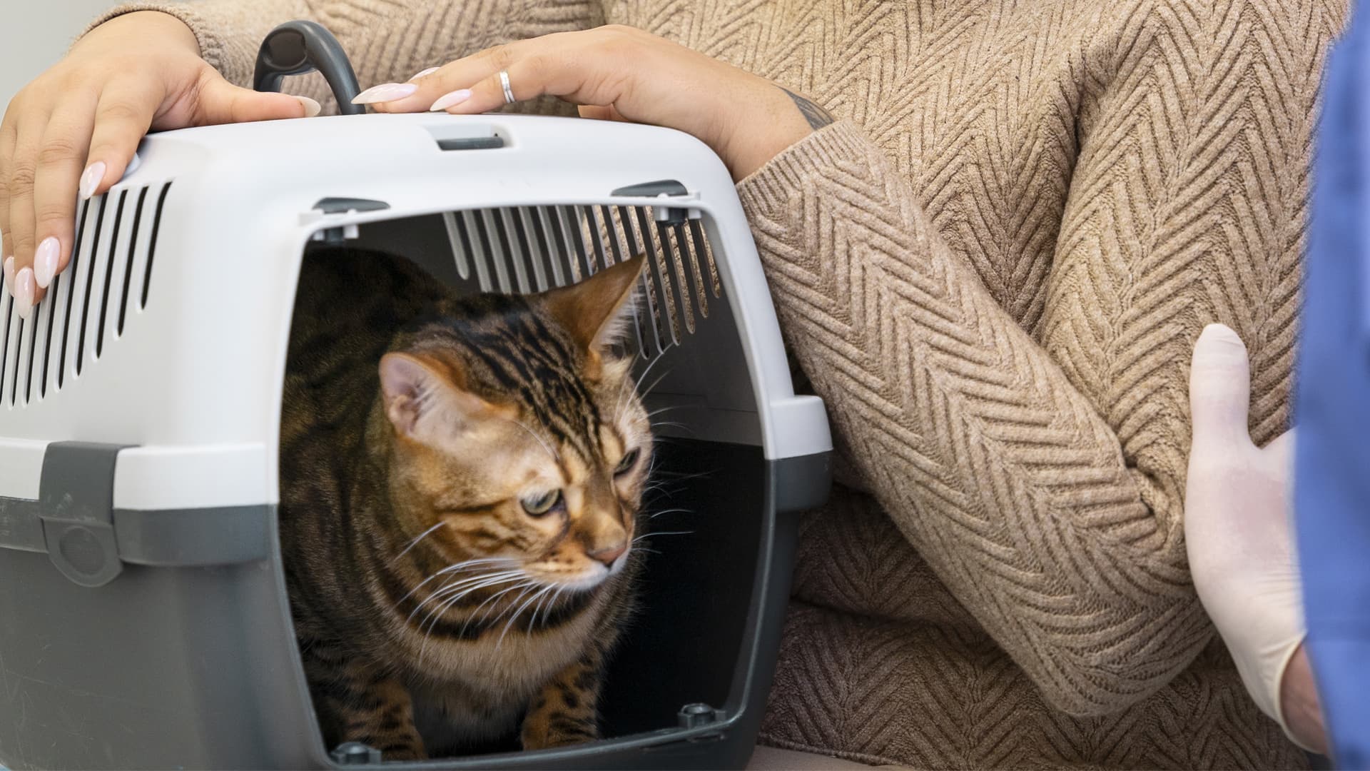 ostéopathe pour chat