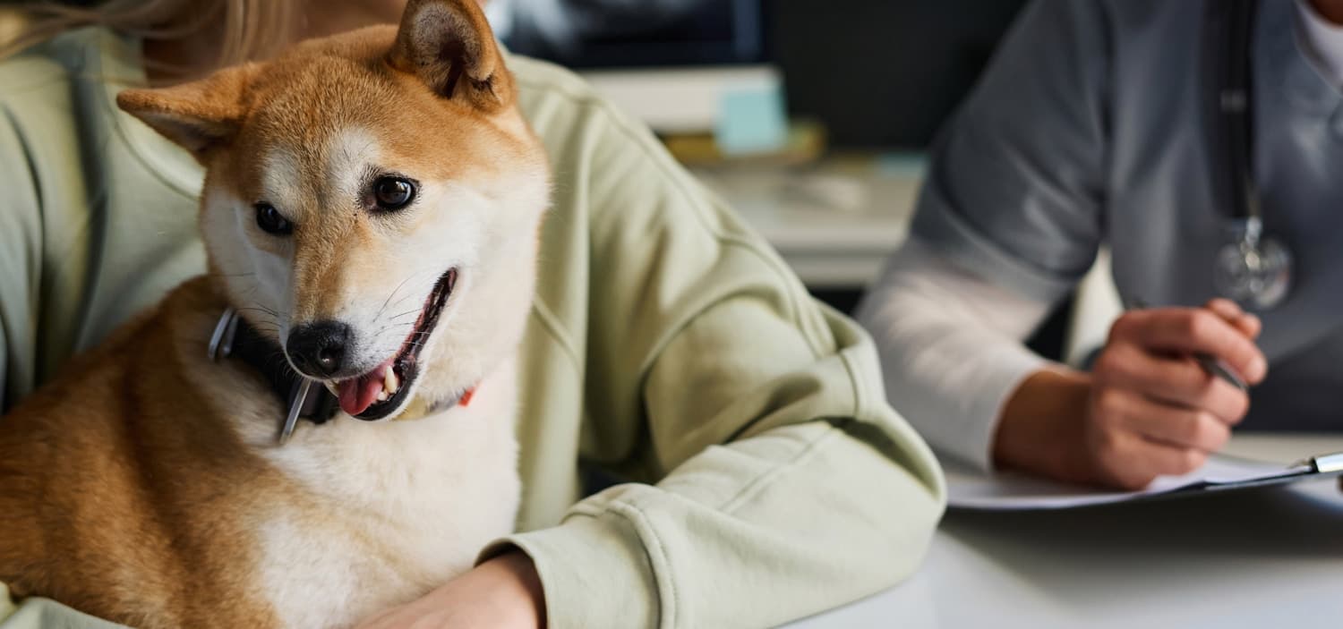 Ostéopathe pour chien