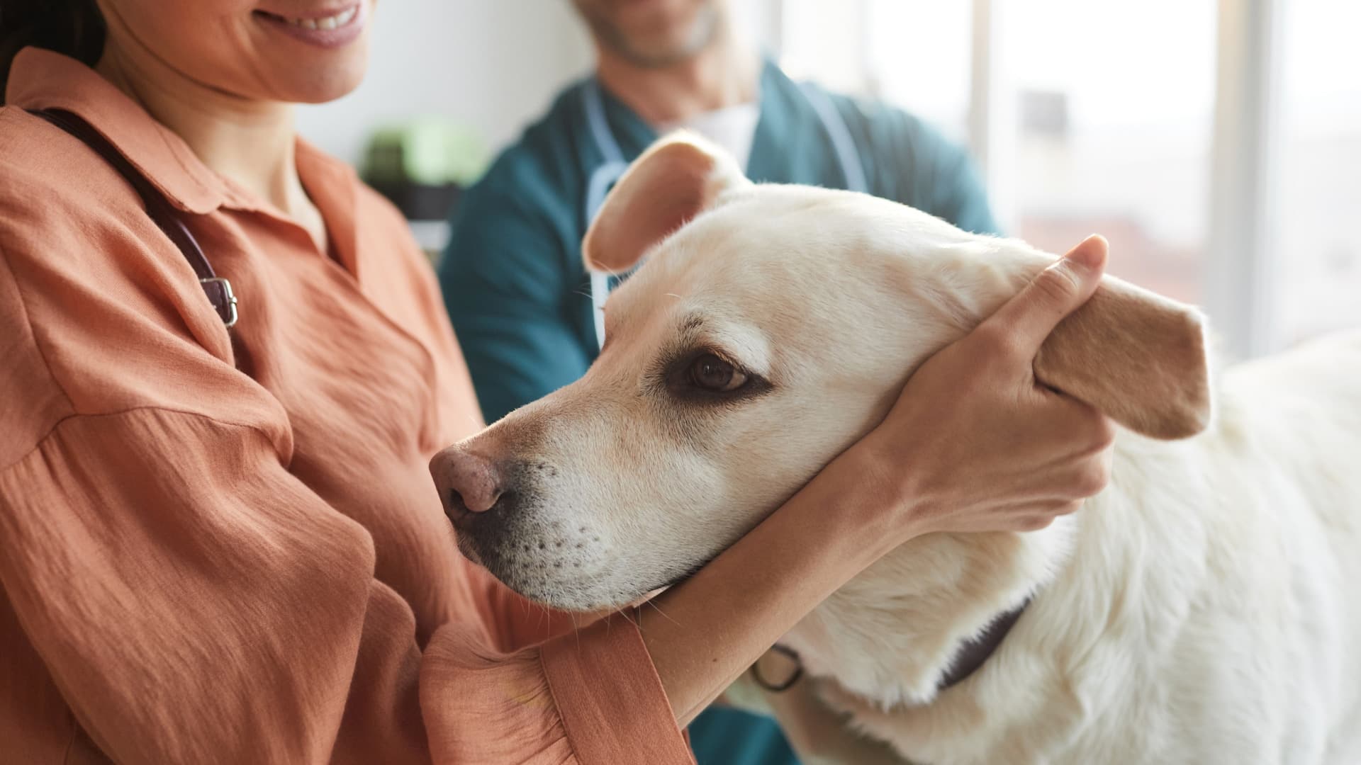 Osthéopathie pour animaux