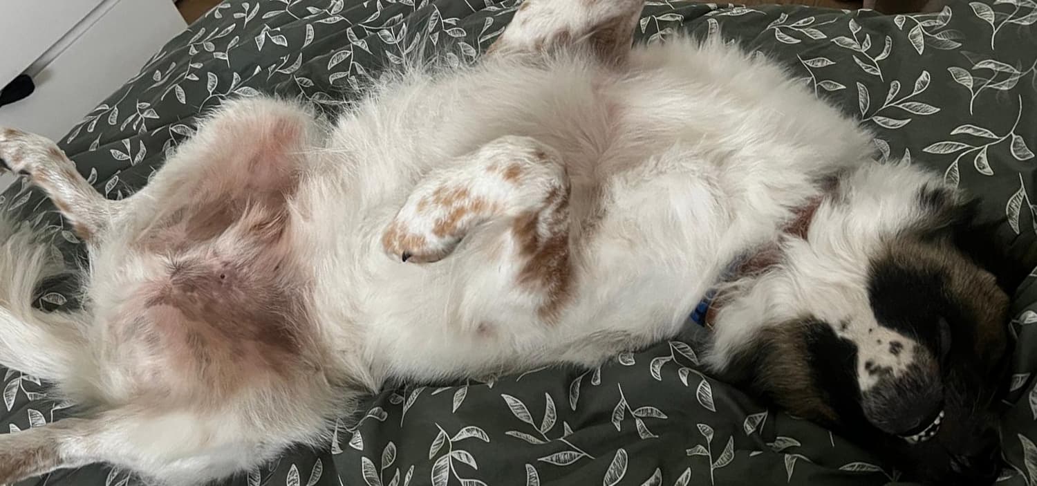 panier pour grand chien