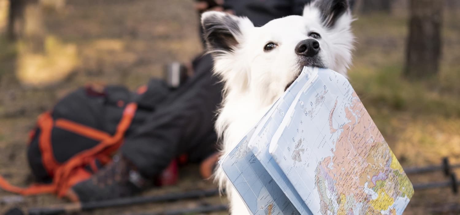 passeport chien prix