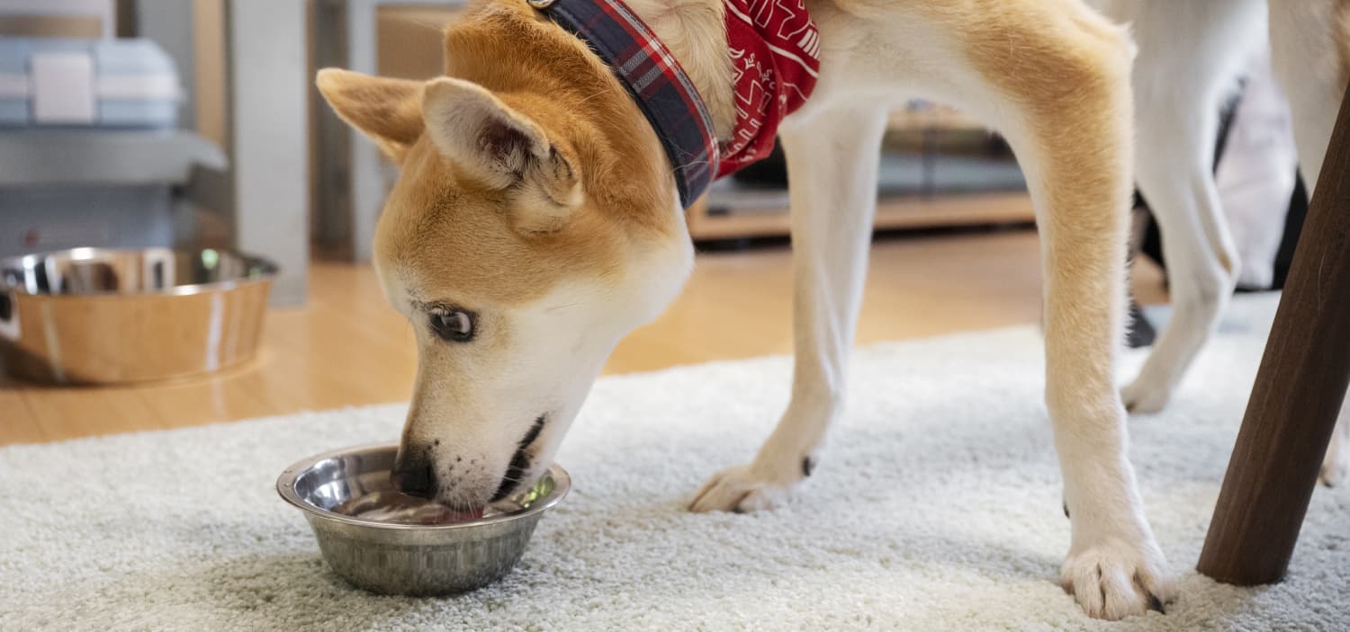 pate pour les chiens