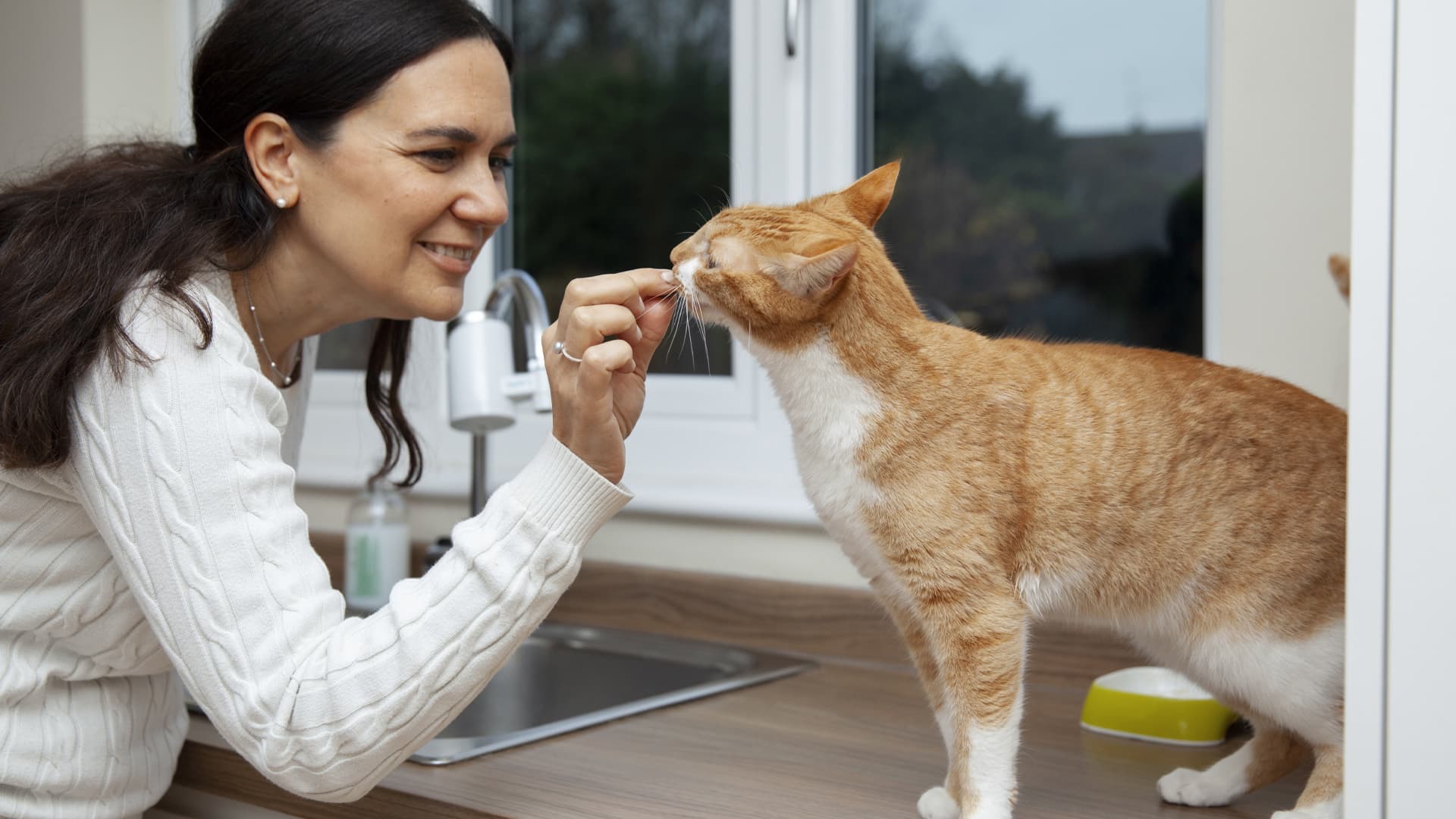 pension chat professionnelle