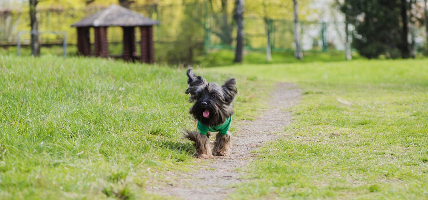 pension pour chien autour de moi