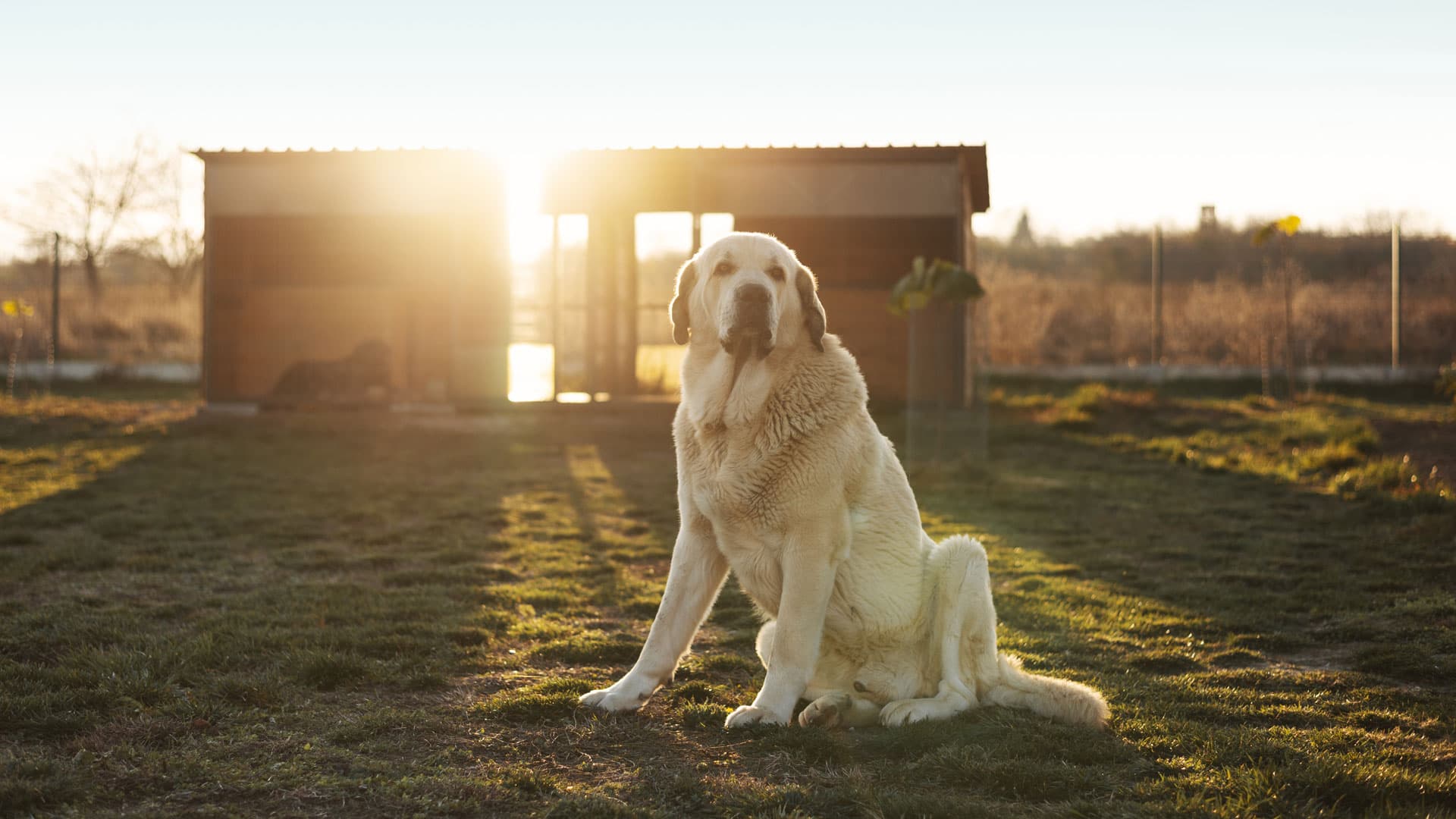 pension pour chien