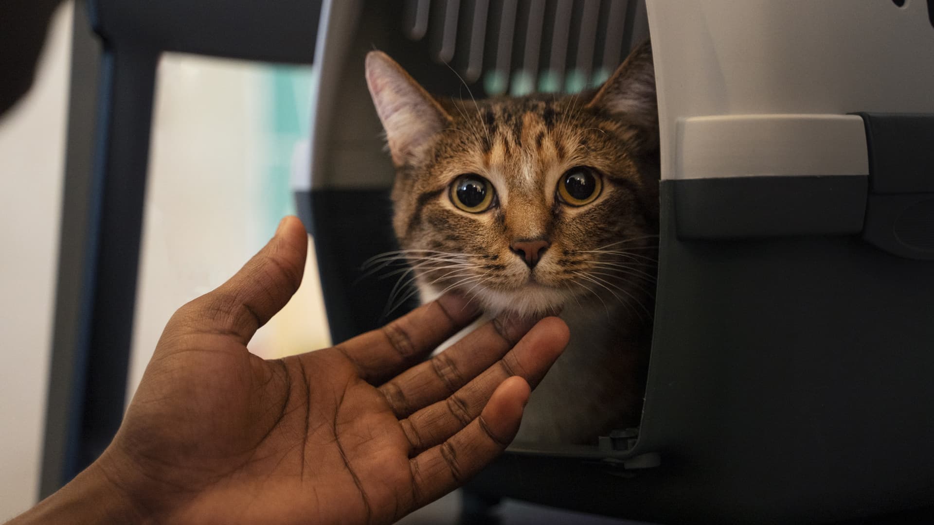 pensions pour chats bordeaux