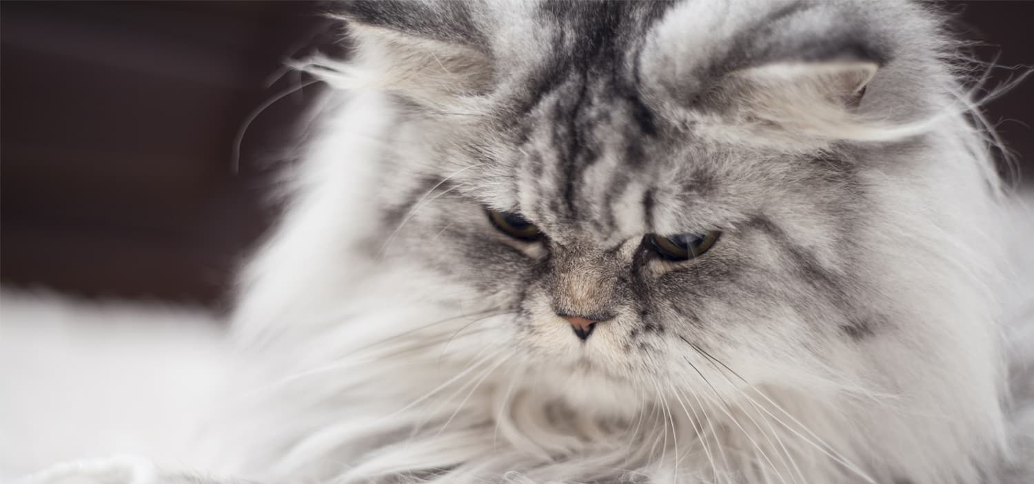 perte long poil chat