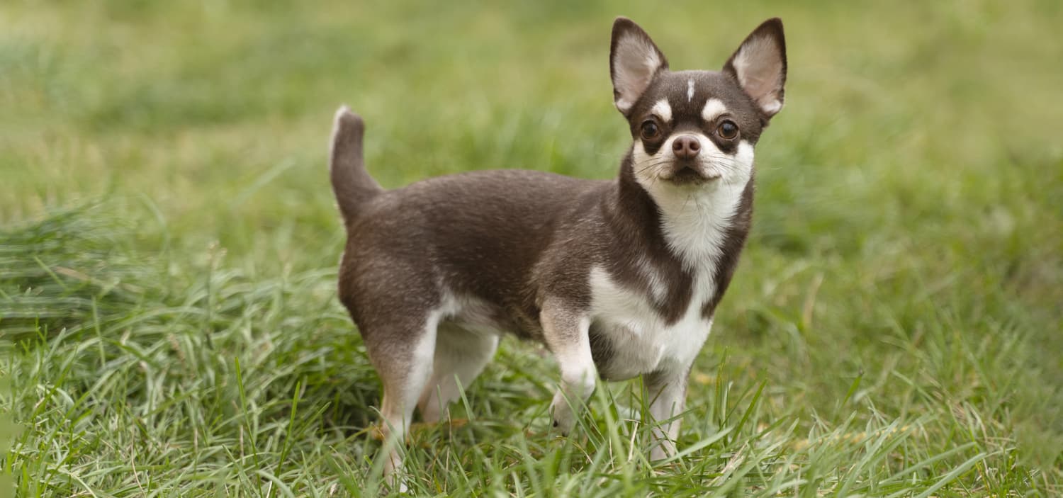 petit chien qui aboie